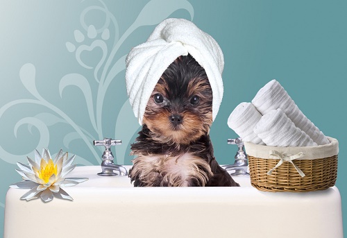 Pet Grooming & spa