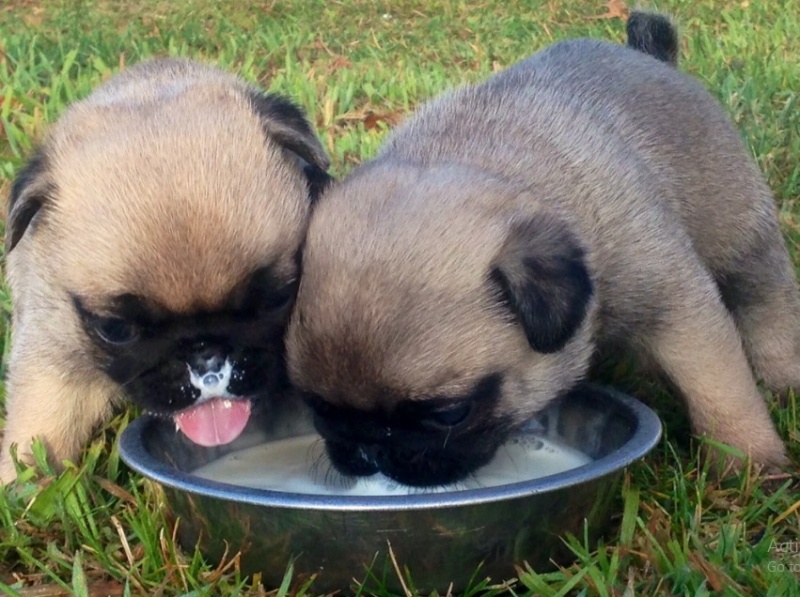 Nên cho chó con uống sữa ngoài khi nào?